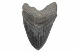 Fossil Megalodon Tooth - Huge River Meg #221790-1